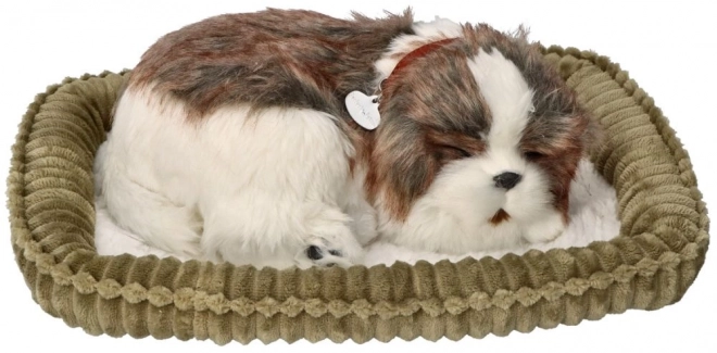 Adotta un cucciolo Shih Tzu che respira