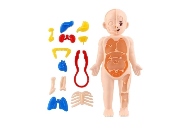 Puzzle Anatomia del Corpo Umano con Accessori