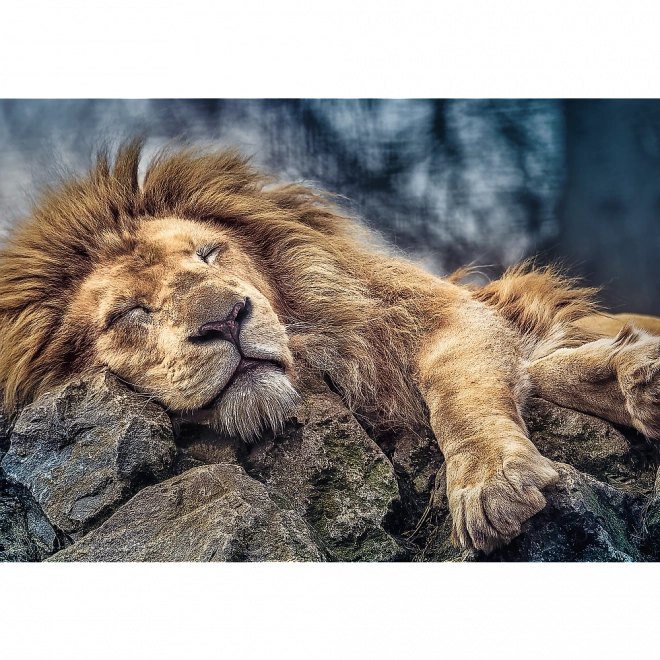 Puzzle TREFL Leone Addormentato 1000 Pezzi