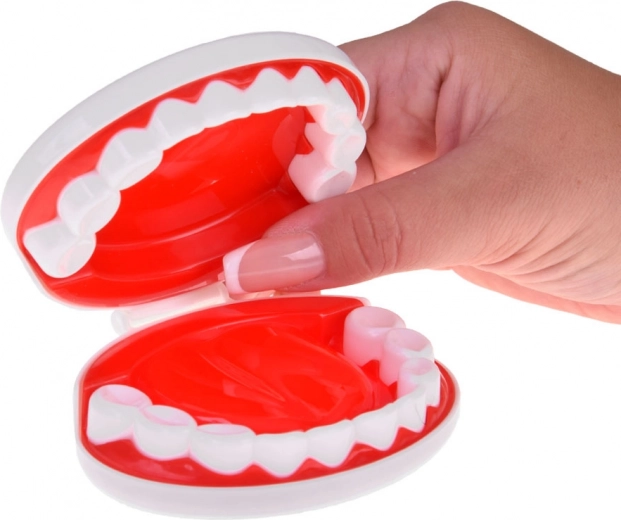 Angolo dentistico con modello di mascella