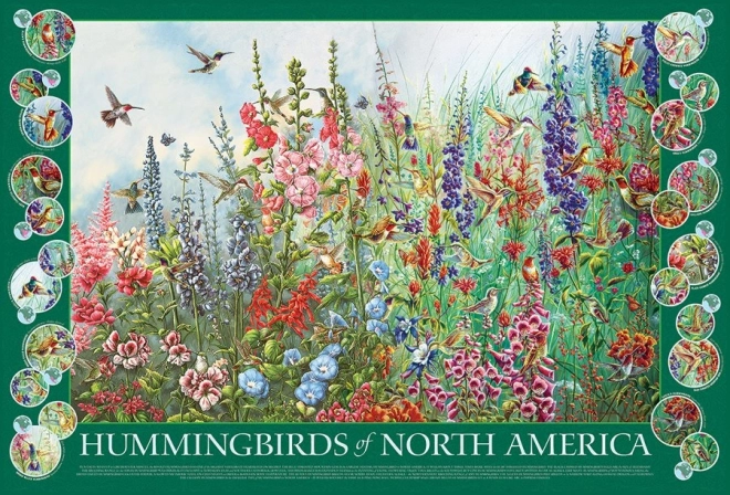 Puzzle Colibrì del Nord America 2000 Pezzi