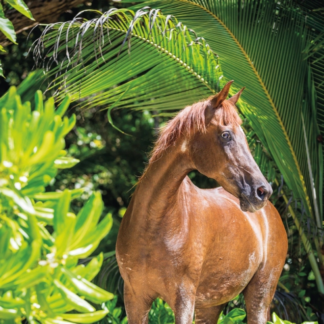 Calendario con foto di cavalli di Christiane Slawik 2025