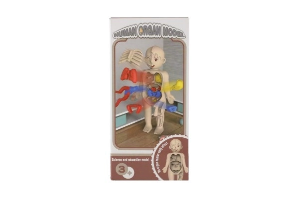 Puzzle Anatomia del Corpo Umano con Accessori