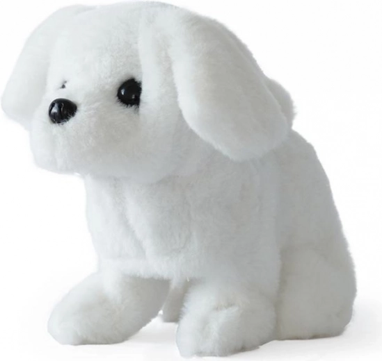 Allegri abbaii per più divertimento