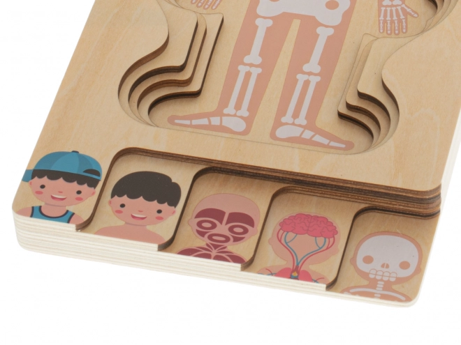 Puzzle in legno a strati costruzione del corpo Montessori bambino