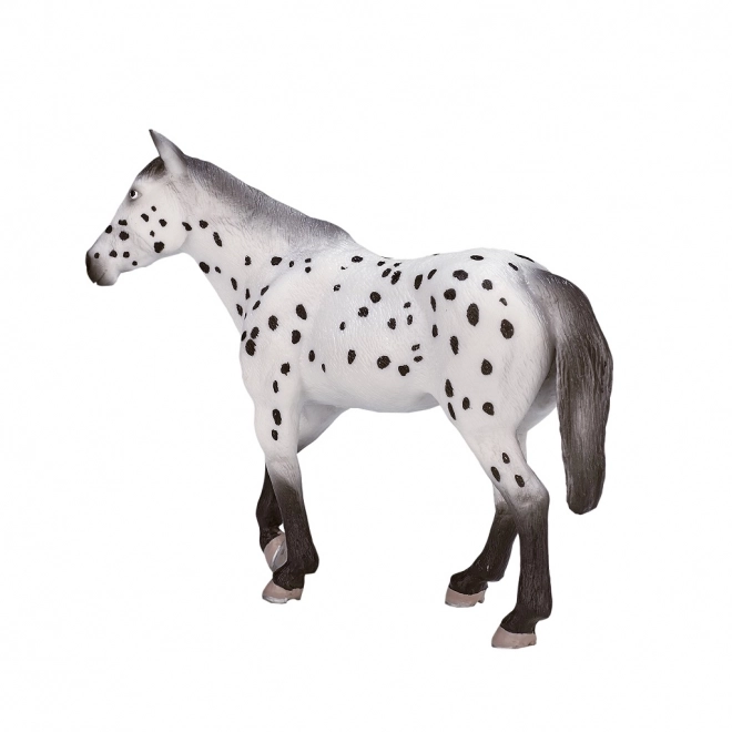 Stallone Appaloosa Mojo