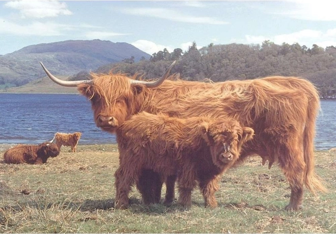 Puzzle Highland Sardo 1000 pezzi