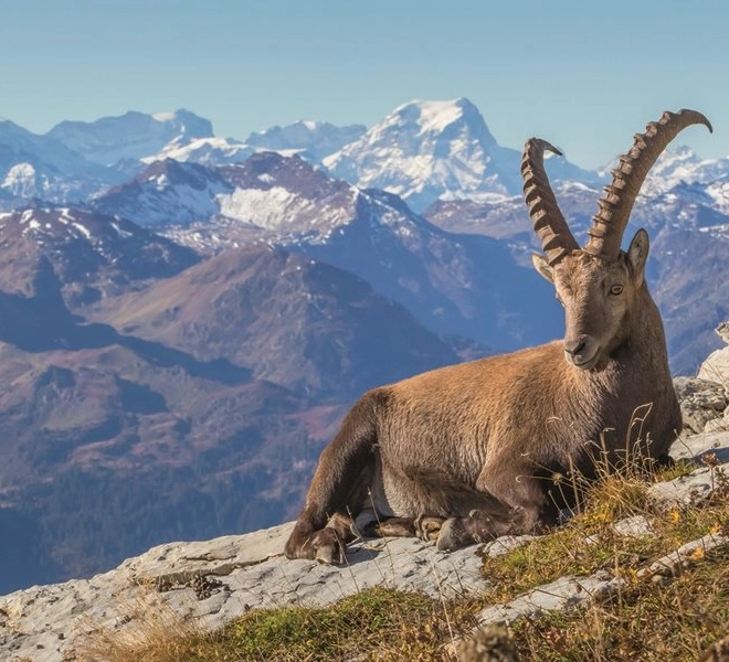 Puzzle Ravensburger Camoscio nella valle del Toggenburg 1000 pezzi