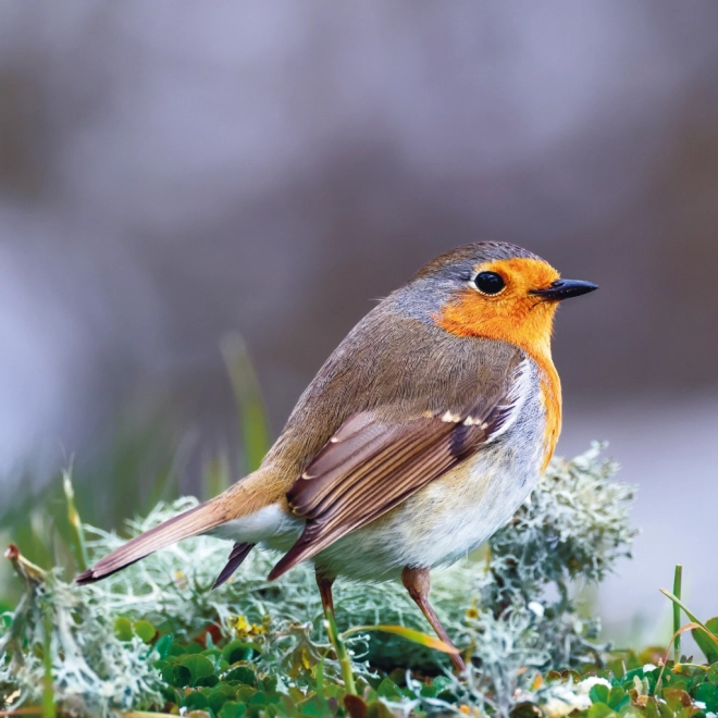 Calendario da parete Animali della Foresta 2025