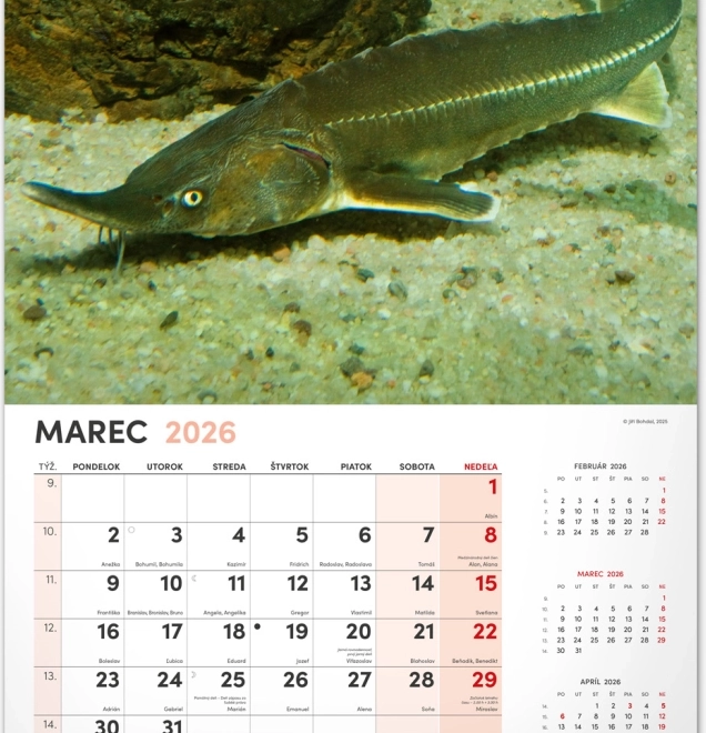 Calendario da parete di pesca 2026