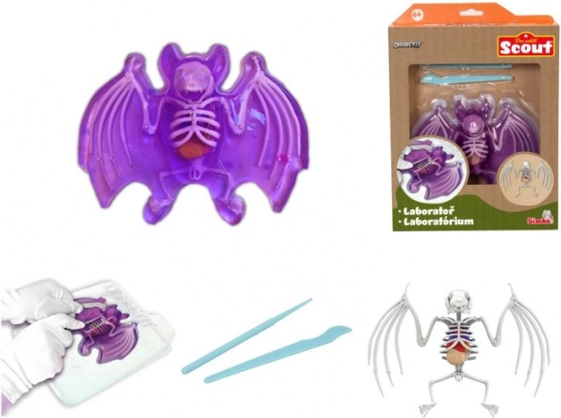 Scopri: dissezione del pipistrello – kit educativo con slime