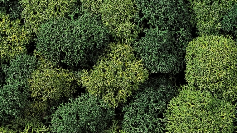 Muschio decorativo verde chiaro e verde scuro
