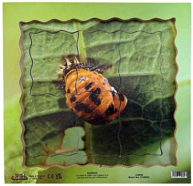 Ciclo di vita coccinella puzzle stratificato in legno