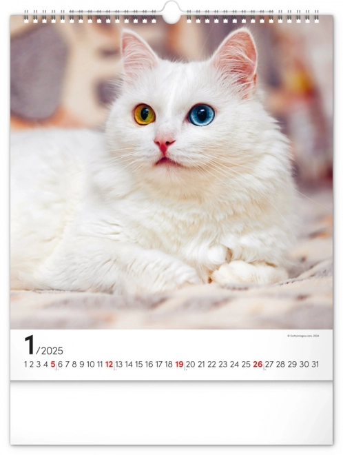 Calendario da parete Gatti 2025