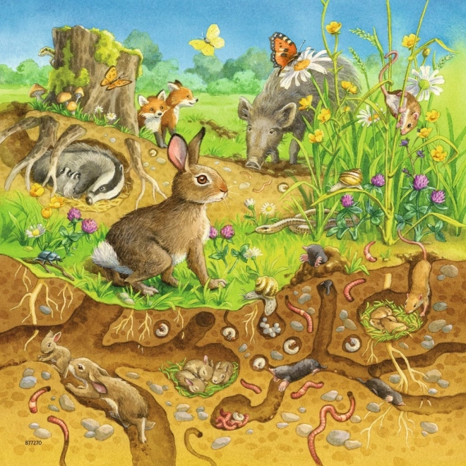 Vita forestale sopra e sotto terra