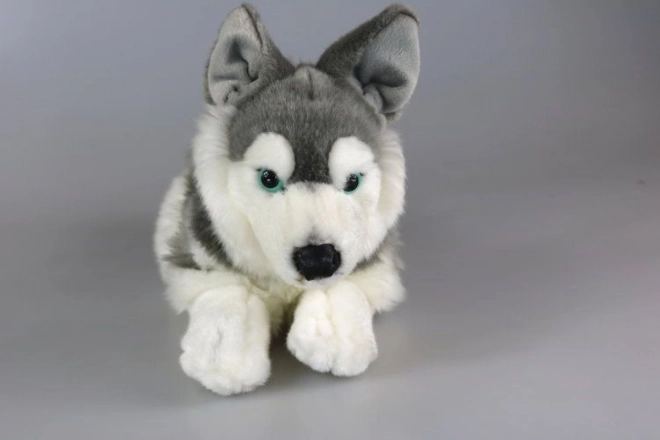 Peluche Husky 34 cm