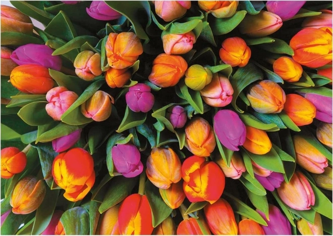 Puzzle Tulipani 1000 Pezzi