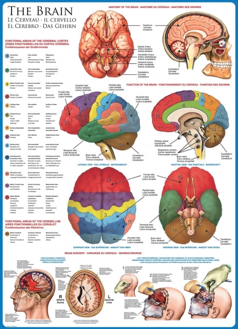 puzzle cervello anatomia 1000 pezzi