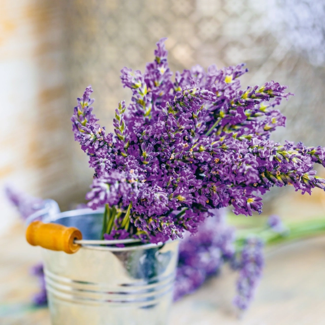 Il profumo della lavanda a portata di mano