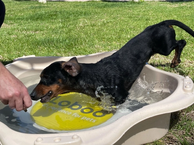 Piscina per animali Loboo Classica