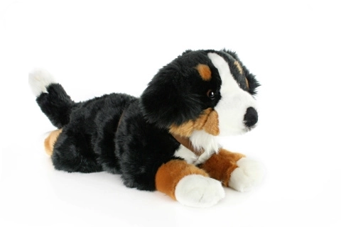 Berner Sennenhund in Peluche 65 cm