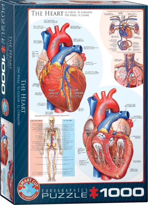 Puzzle anatomia del cuore 1000 pezzi