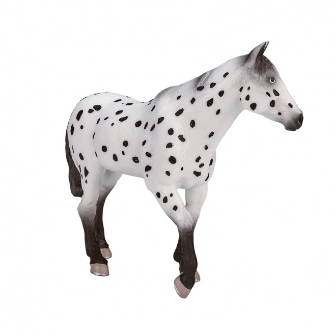 Stallone Appaloosa Mojo