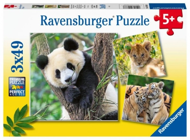 Puzzle Panda, Tigre e Leone