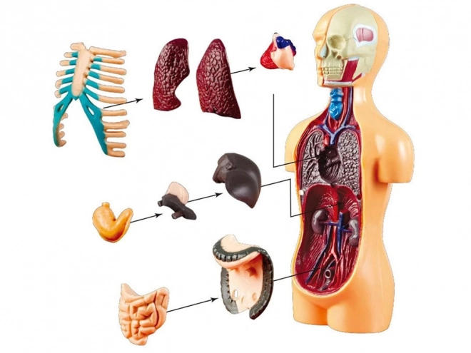 Modello anatomico educativo corpo umano con organi rimovibili