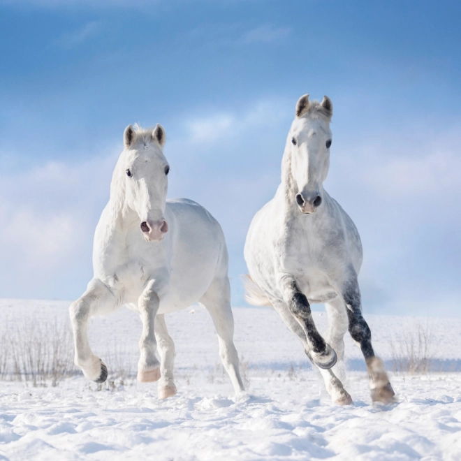 Calendario con foto di cavalli di Christiane Slawik 2025