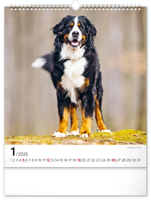 Calendario da muro cani 2025