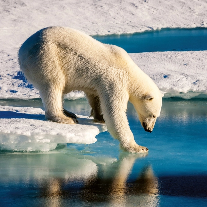 Calendario Appunti Animali Selvaggi 2026