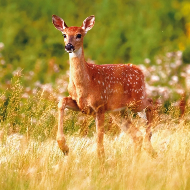 Calendario da parete Animali della Foresta 2025