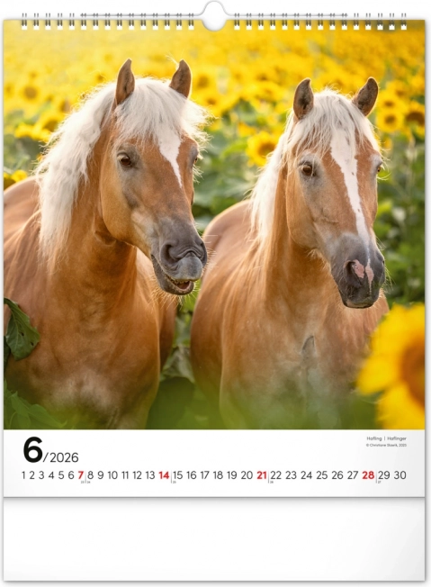 Calendario da parete cavalli 2026