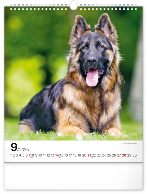 Calendario da muro cani 2025