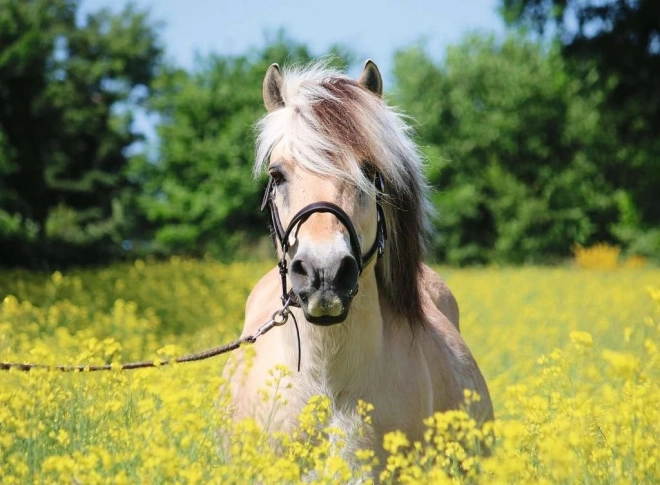 Puzzle cavallo bianco 500 pezzi