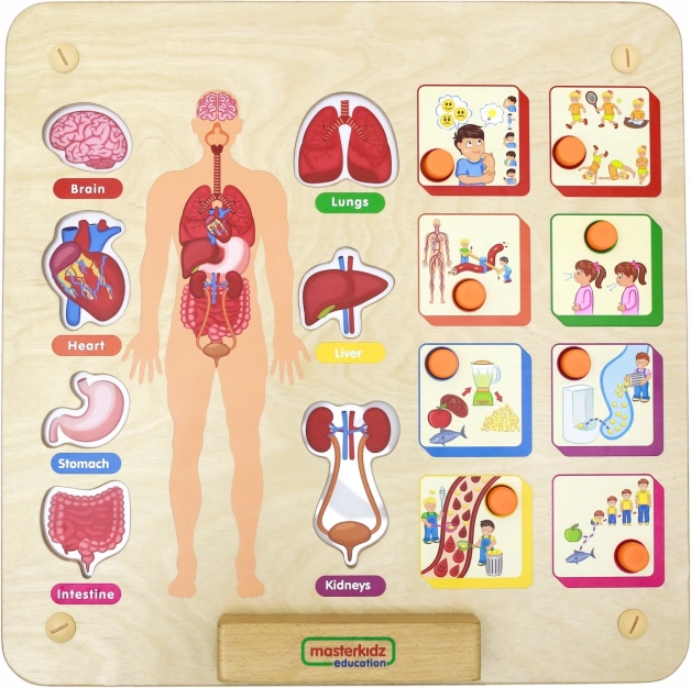 Lavagna educativa del corpo umano Masterkidz Montessori