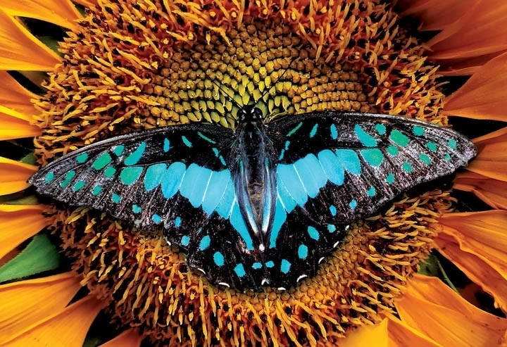 Puzzle Interdruk Natura Colorata: Farfalla 250 pezzi