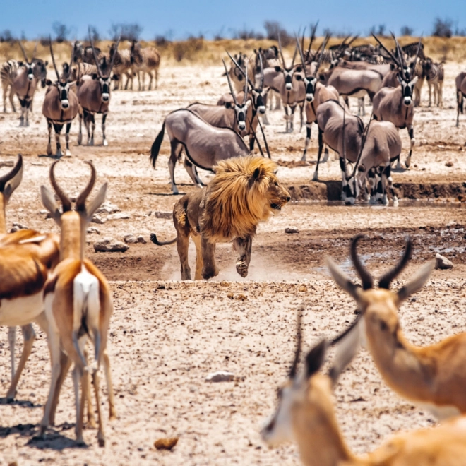 Calendario da parete Divoká Afrika 2025