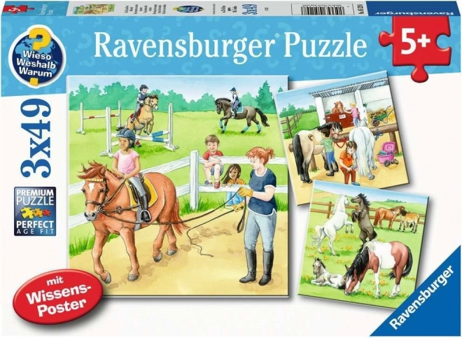 Puzzle Ravensburger Al Raggi dei Cavalli 3x49 pezzi