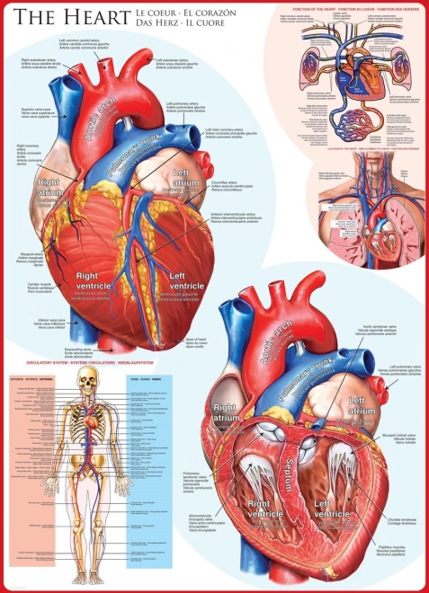 Puzzle anatomia del cuore 1000 pezzi