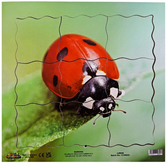 Ciclo di vita coccinella puzzle stratificato in legno