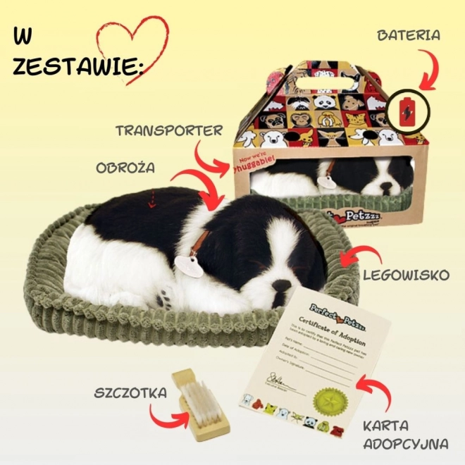 Border Collie cucciolo respirante per adozione