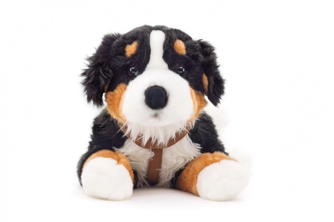 Berner Sennenhund in Peluche 65 cm