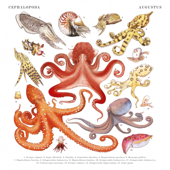 Calendario Notique Animalium 2025