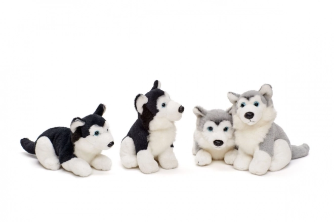 Husky di peluche 15 cm