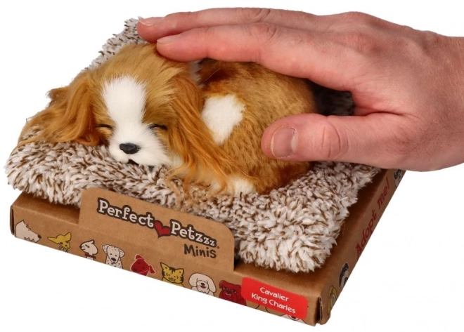 Cagnolino Cavalier King Charles a Batteria