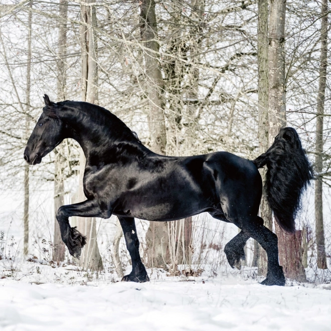 Calendario Illustrato Cavalli Christiane Slawik 2026