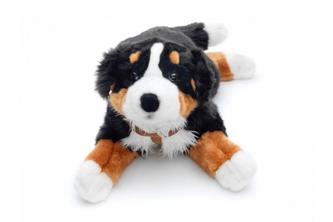 Berner Sennenhund in Peluche 65 cm