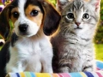 Pittura Diamentata A5 Cane E Gatto